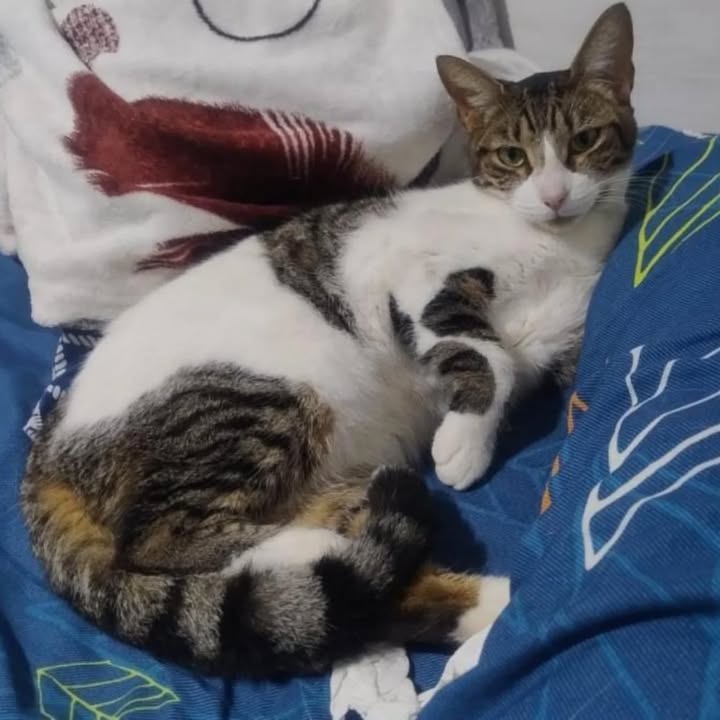Adopción de Gato Macho en Risaralda