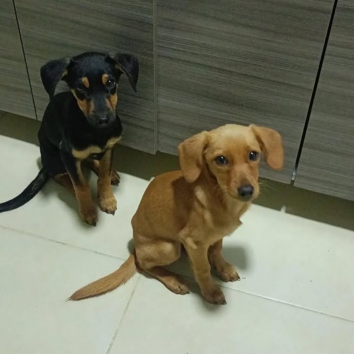 Adopción de Cachorros en Risaralda, Colombia 