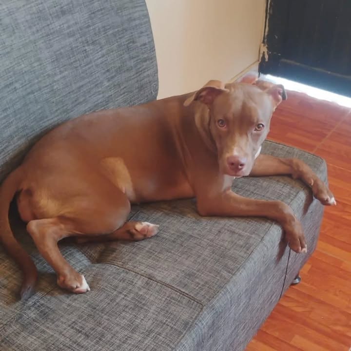 Adopción Canina en Risaralda