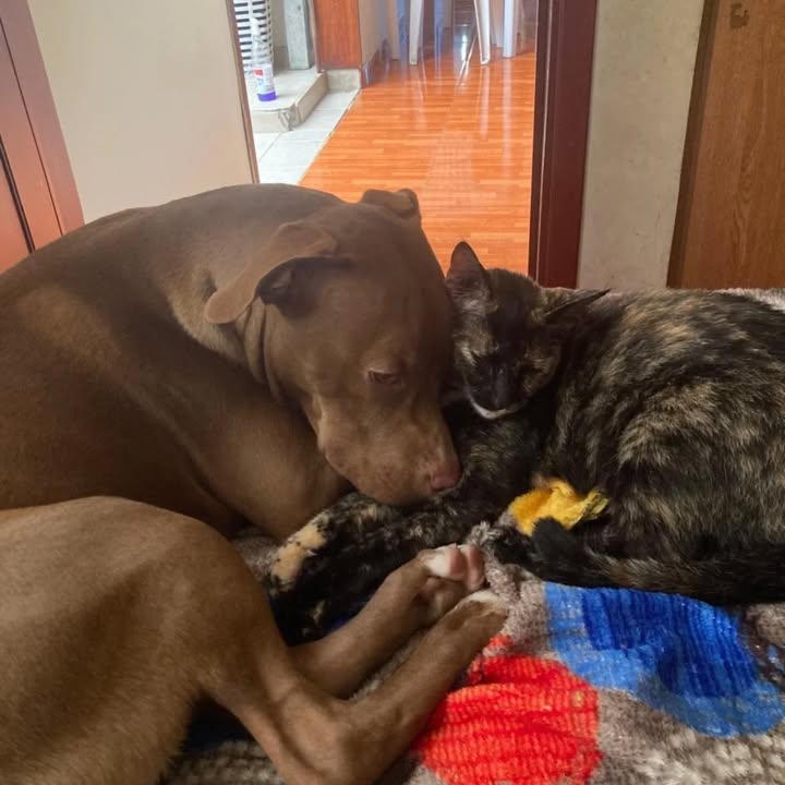 Adopción Canina en Risaralda 