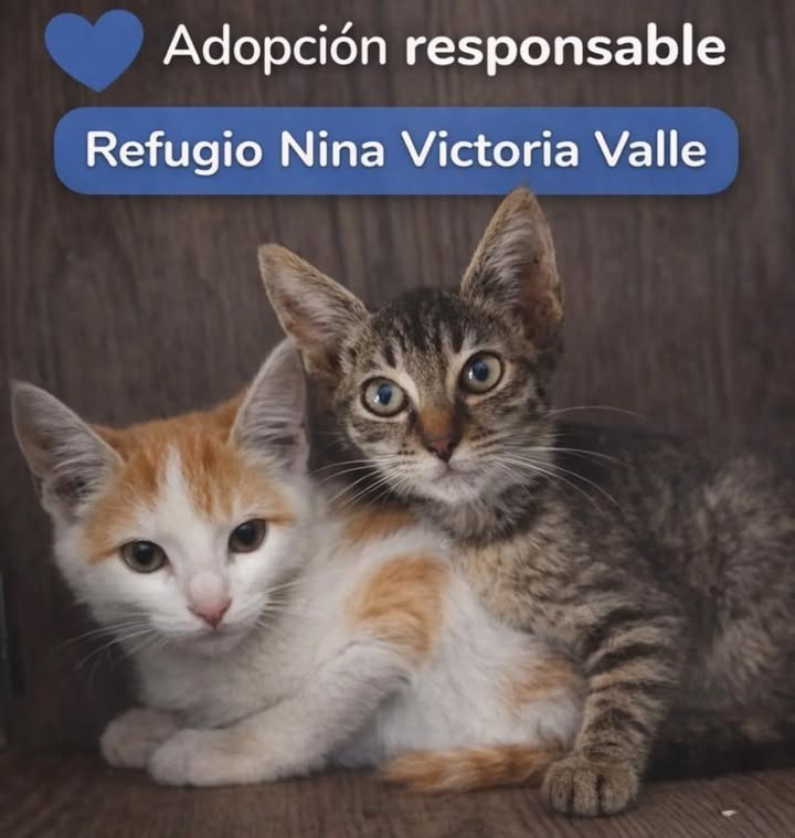 Adopción de Gatitos en La Victoria, Valle del Cauca 