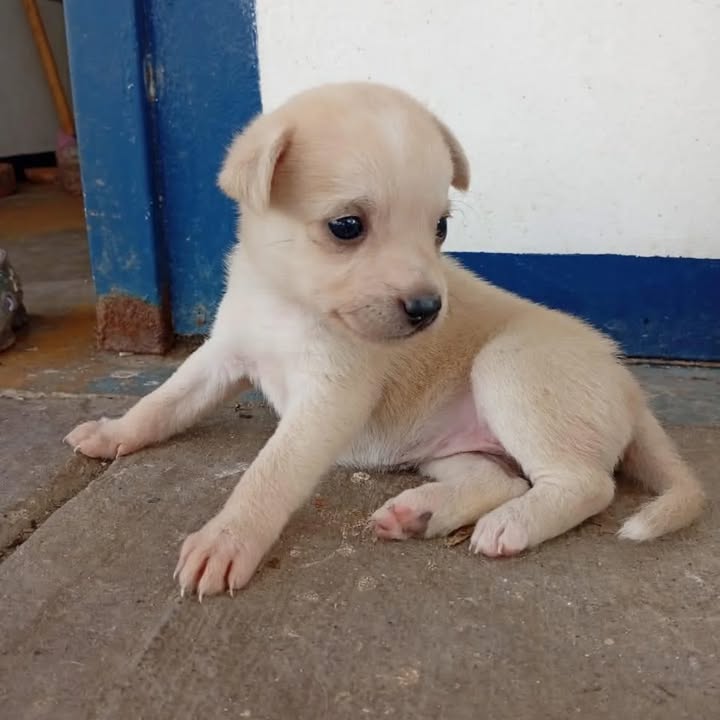 Adopción de Cachorrita en Risaralda 