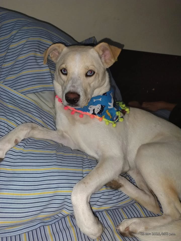 Adopción Canina en Risaralda 