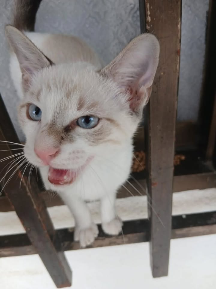 Gato en adopción en La Victoria, Valle 