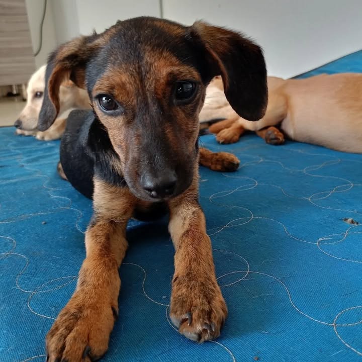 Adopción de Cachorros en Risaralda, Colombia 