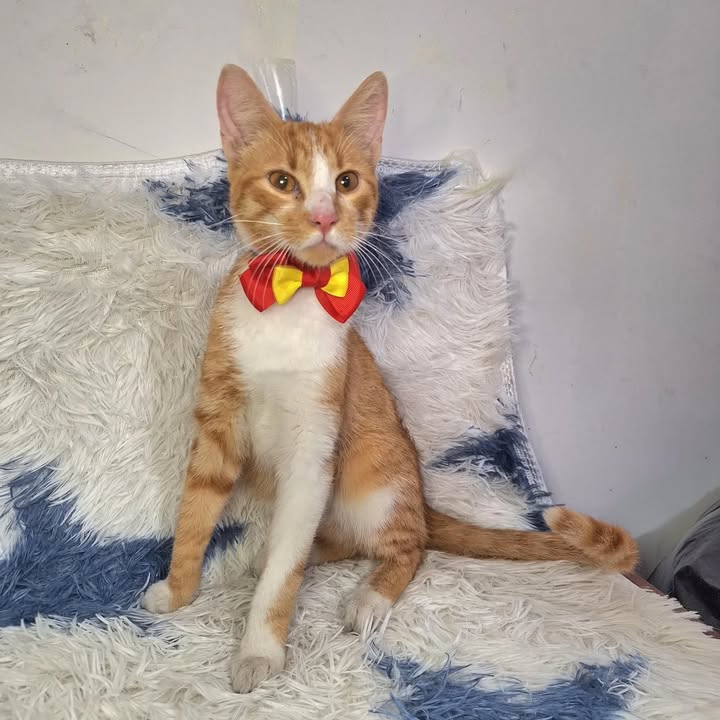 Adopción de gatos en Risaralda, Colombia