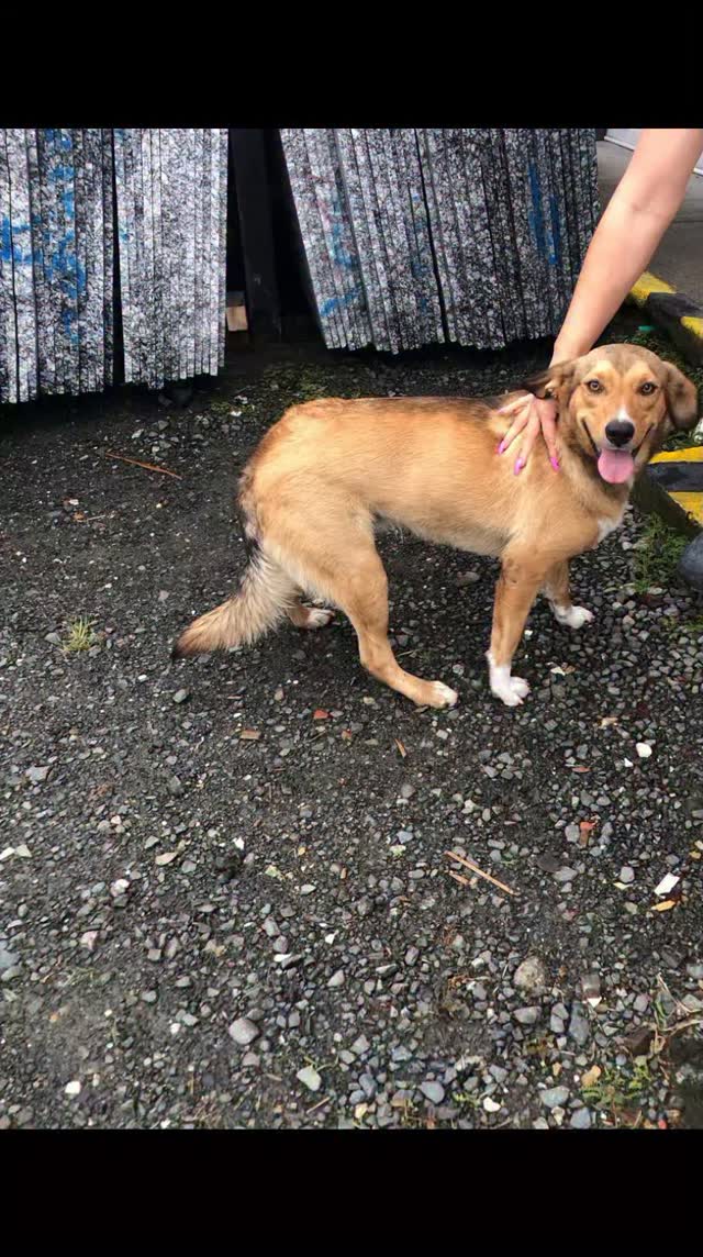 Perro encontrado en Cerritos, Risaralda 