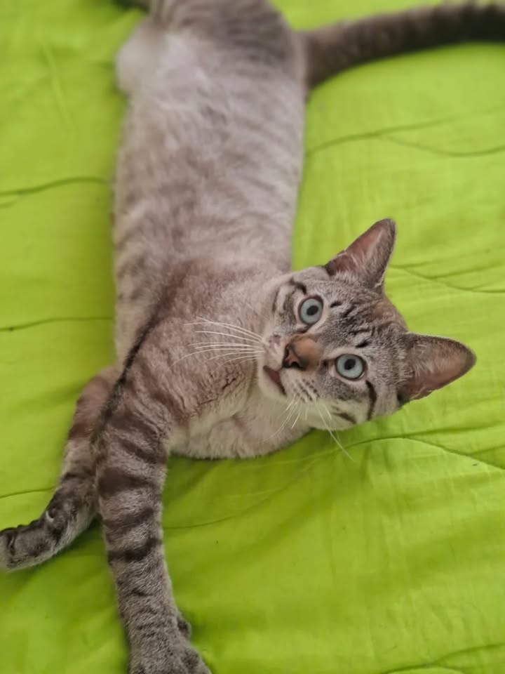 Adopción de Gato Tierno y Juguetón 