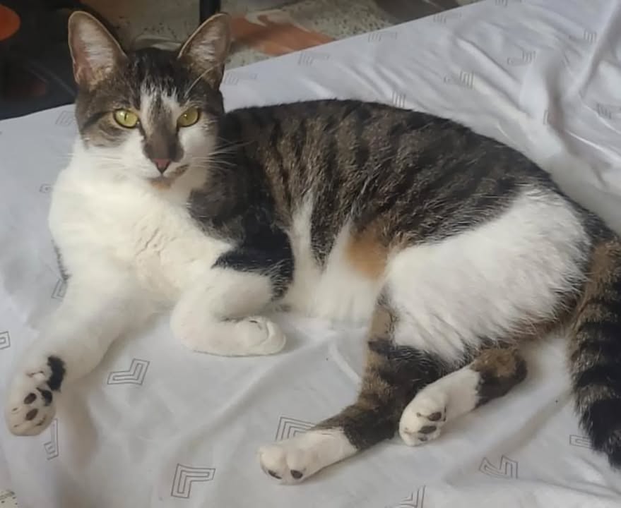 Adopción Gato Hembra