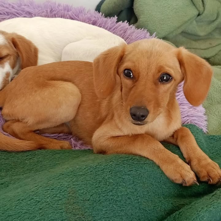 Adopción de Cachorros en Risaralda, Colombia 