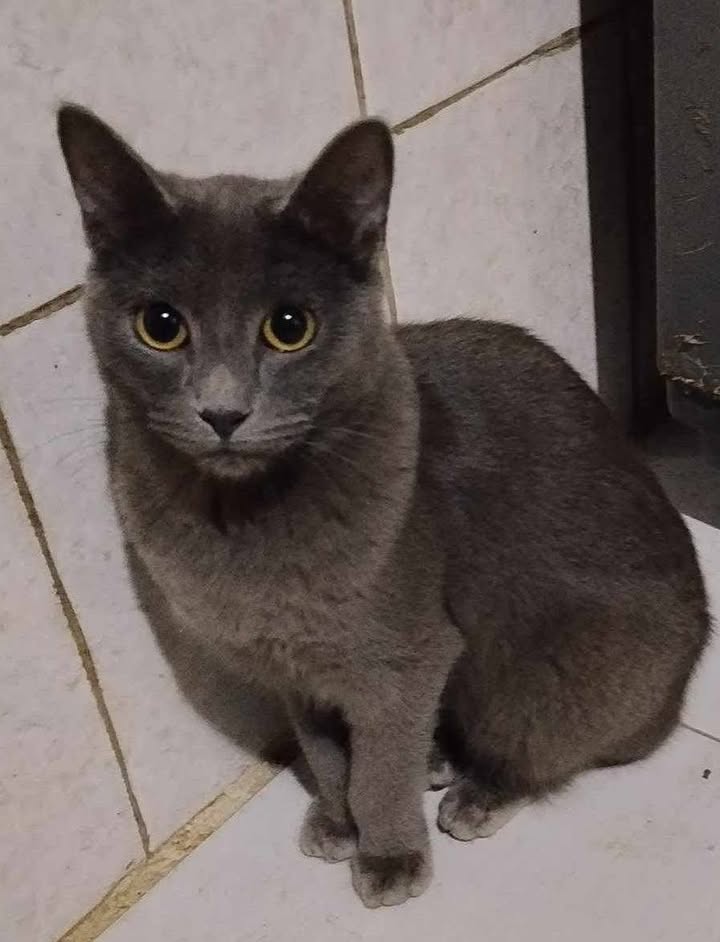 Gatos en Adopción Risaralda 