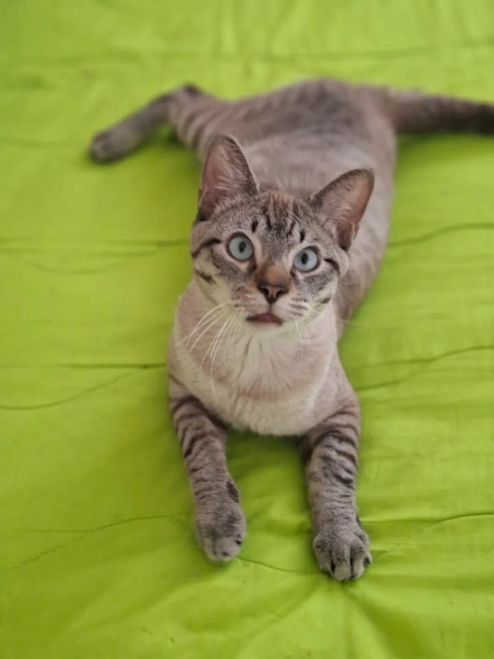 Adopción de Gato Tierno y Juguetón 
