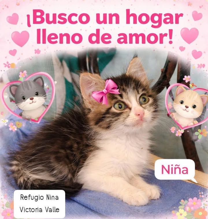 Adopción de Gatitos en La Victoria, Valle del Cauca 