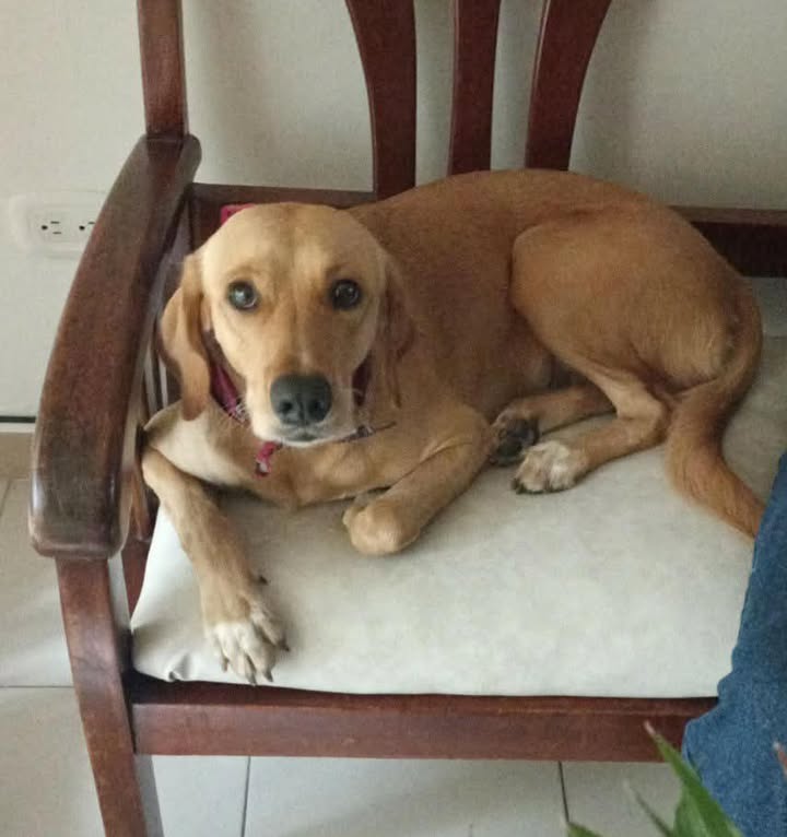 Adopción de Perro en Risaralda 
