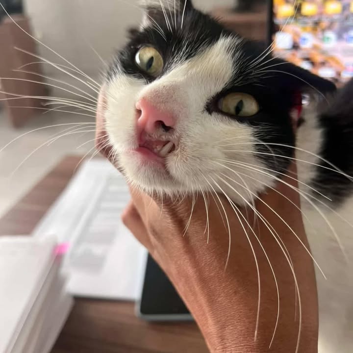 Gato en adopción en Combia, Risaralda 