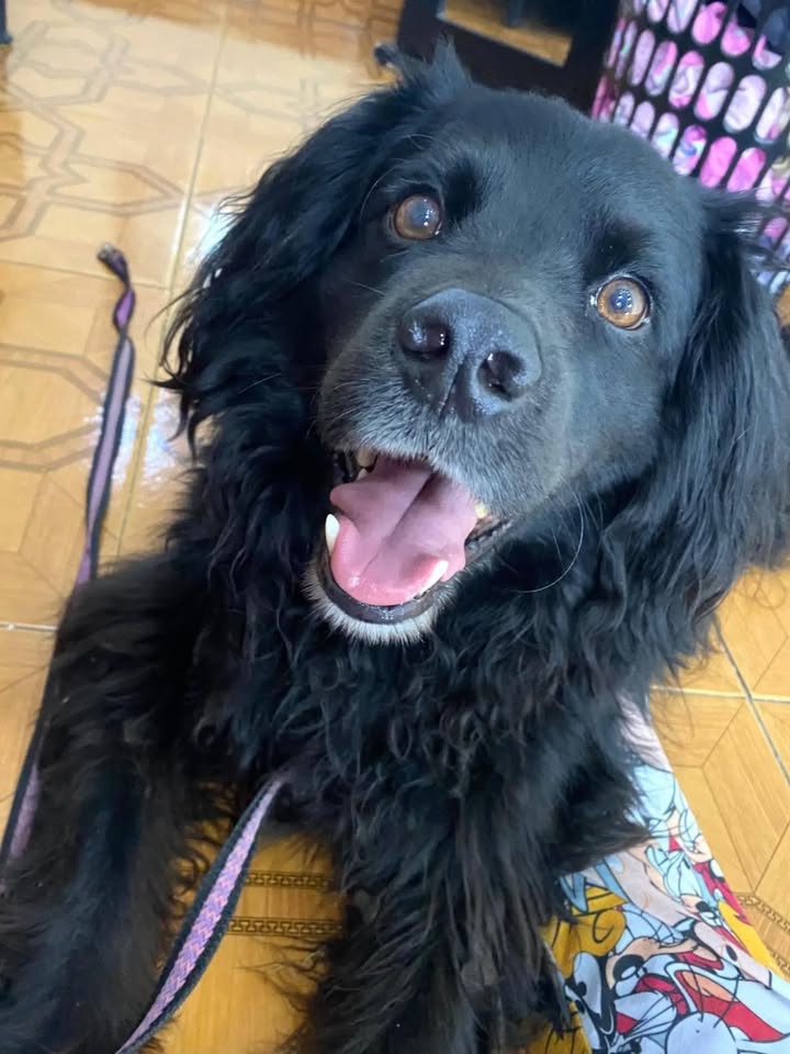 Adopción de perro en Risaralda 