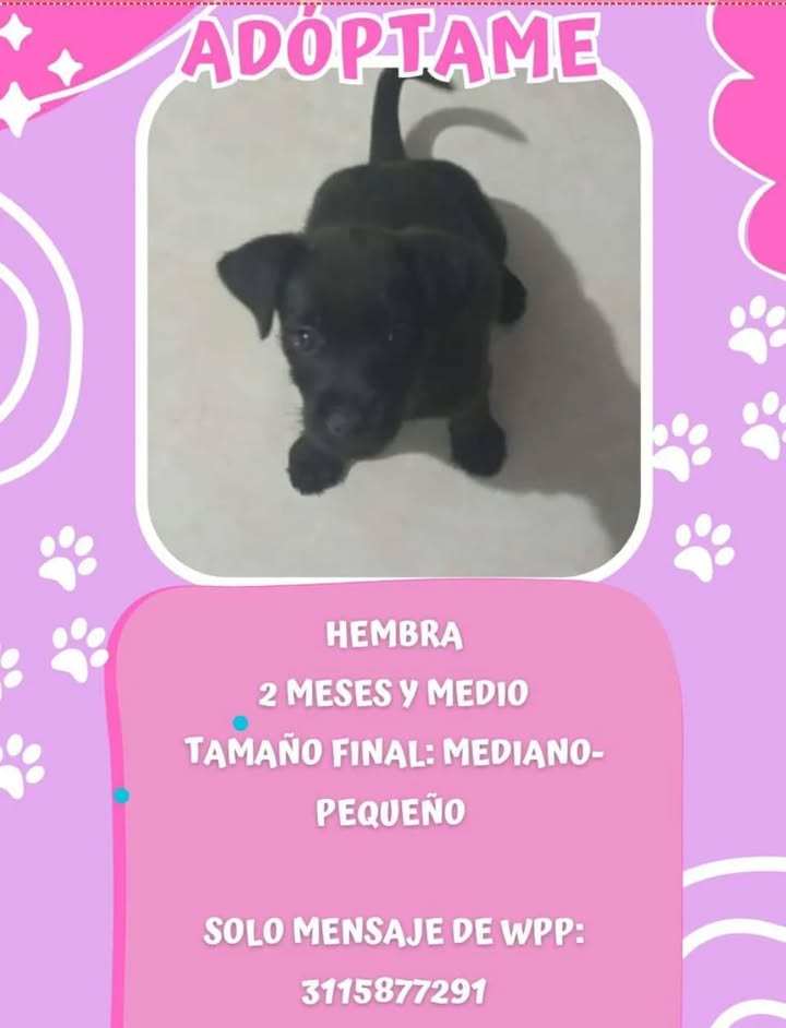 Adopción de Cachorro en Risaralda, Colombia 