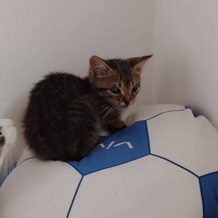 Gatita en Adopción en Risaralda 