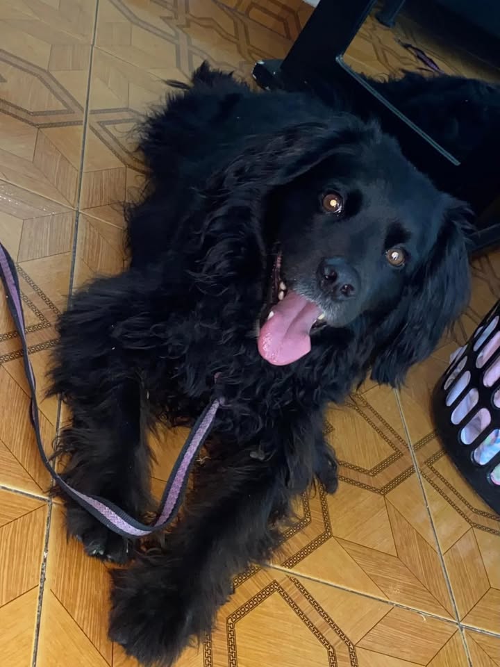 Adopción de perro en Risaralda 