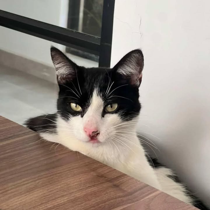 Gato en adopción en Combia, Risaralda 