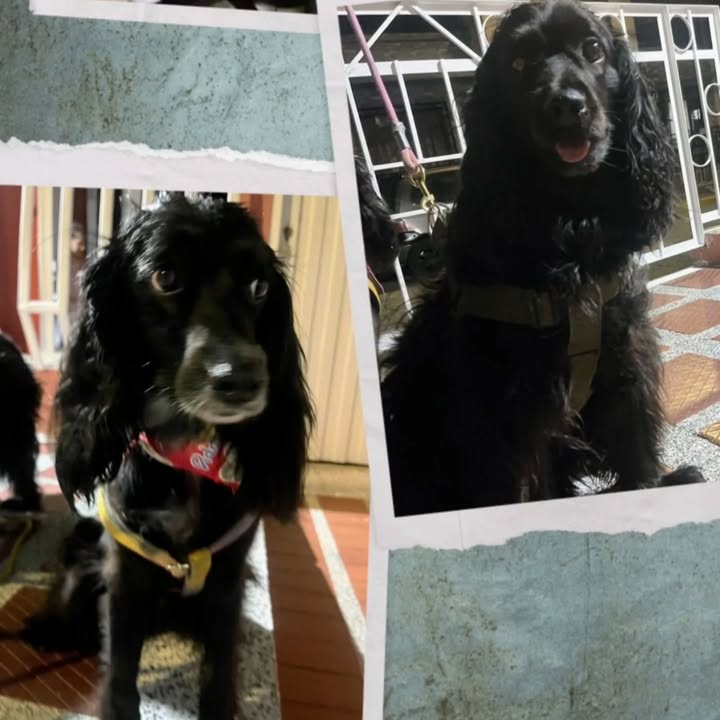 Adopción de Cachorros en Risaralda 