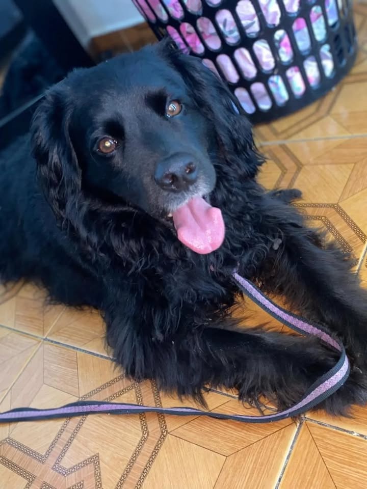 Adopción de perro en Risaralda 