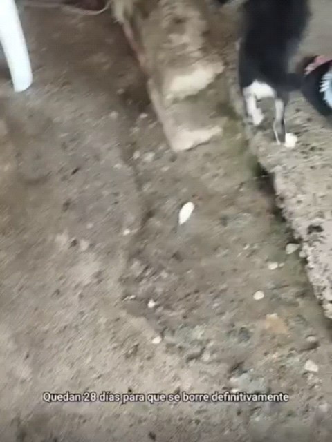 Cachorros en Adopción 