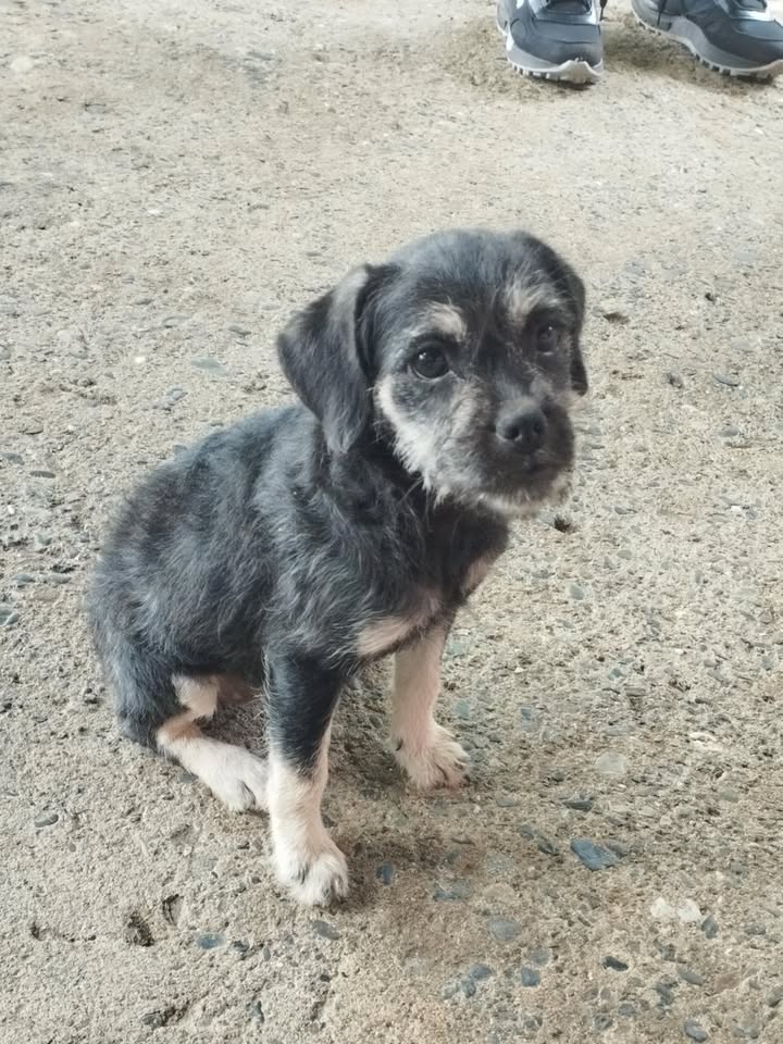 Cachorros en Adopción 