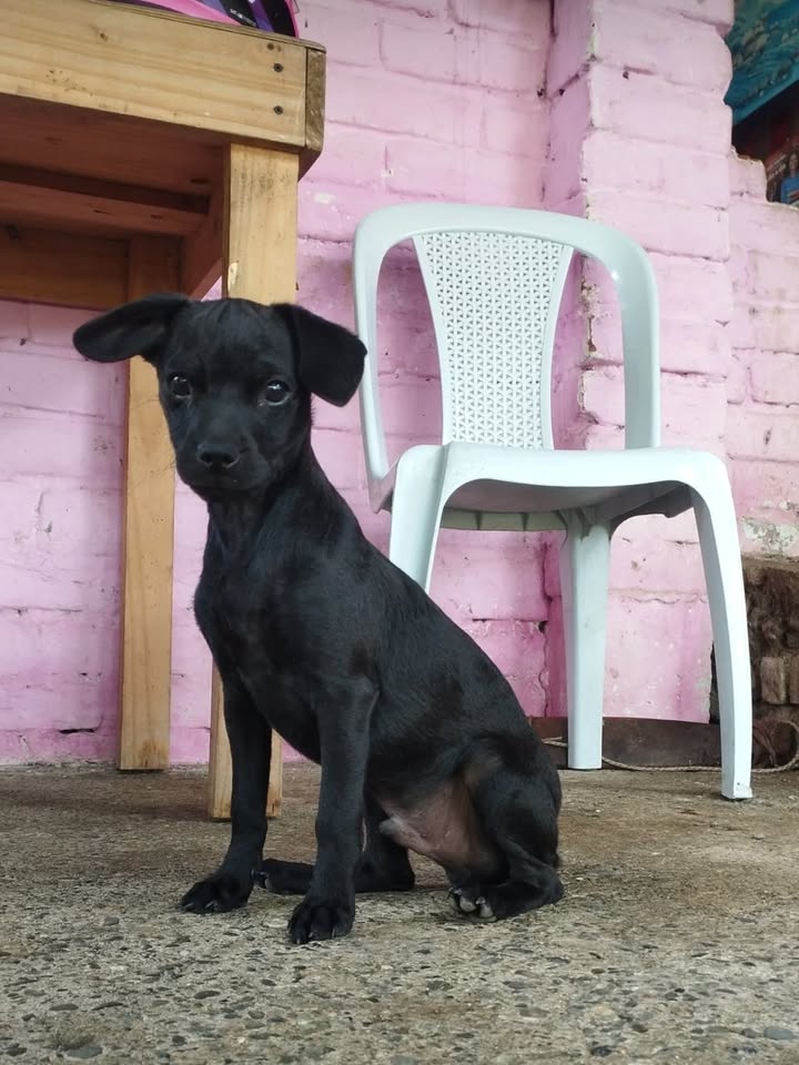 Cachorros en Adopción 