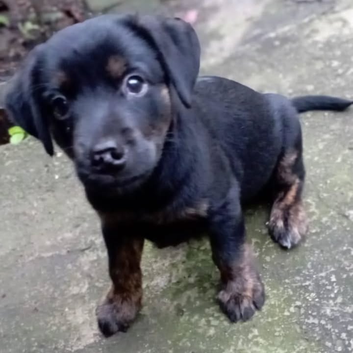 Cachorro en adopción en Risaralda 