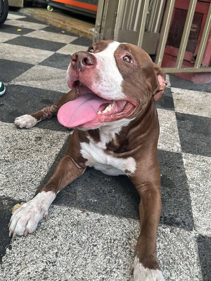 Perro Pitbull Encontrado en San Fernando, Risaralda 