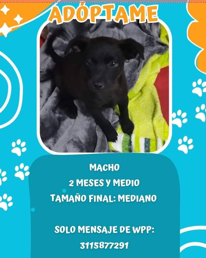 Adopción de Cachorro en Risaralda 