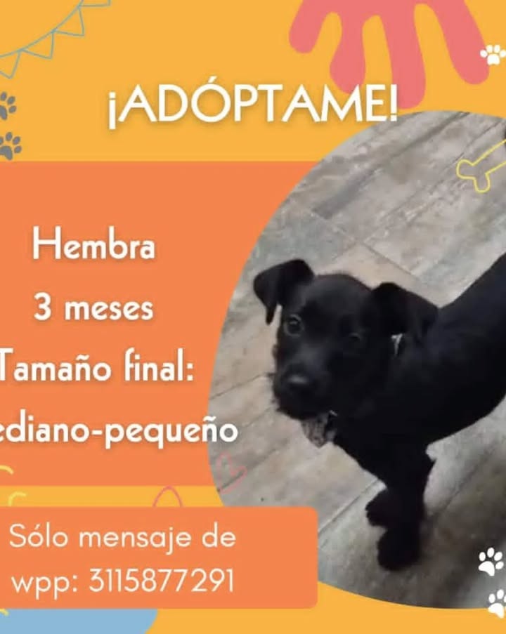Adopción de Cachorro en Risaralda 