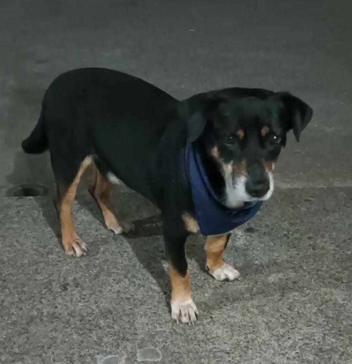 Perro perdido en Risaralda 