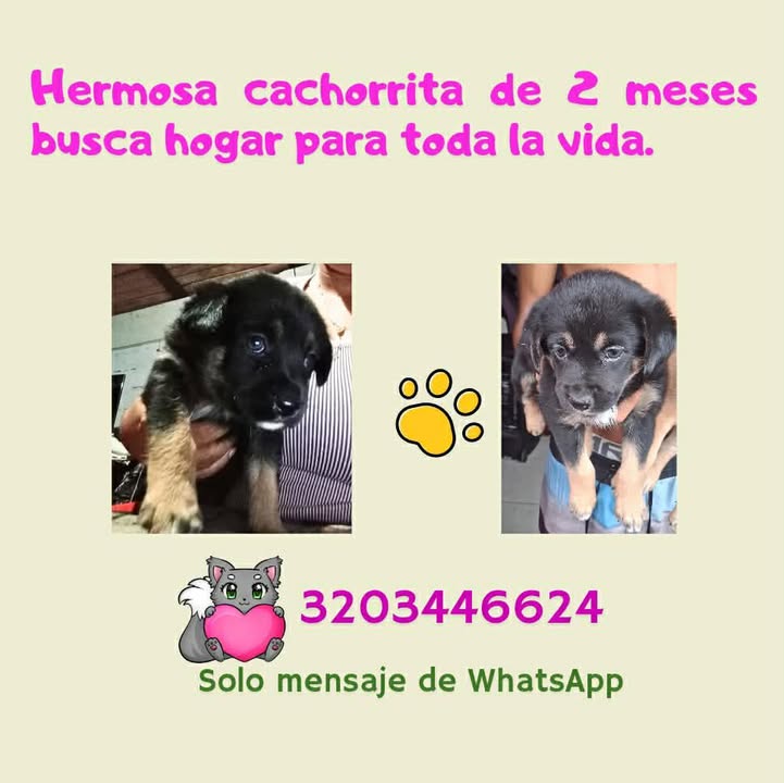 Adopción de Cachorrita en Risaralda 