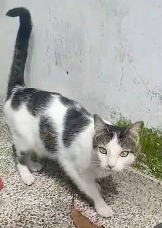 Gaticas en adopción en Risaralda 