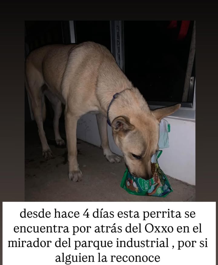 Perro encontrado en Mirador del Parque Industrial 
