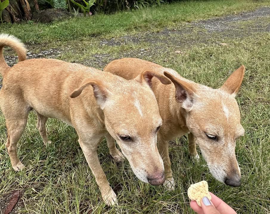 Adopción de Perros en Risaralda 