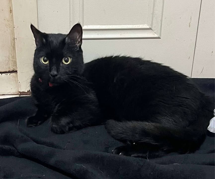 Gatos en Adopción Risaralda 