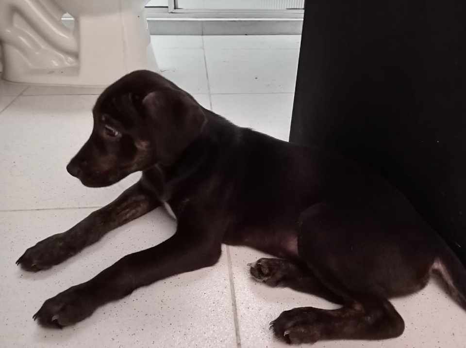 Perro en adopción en Risaralda 