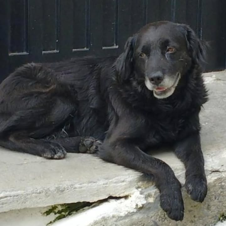 Adopción de perro en Risaralda 