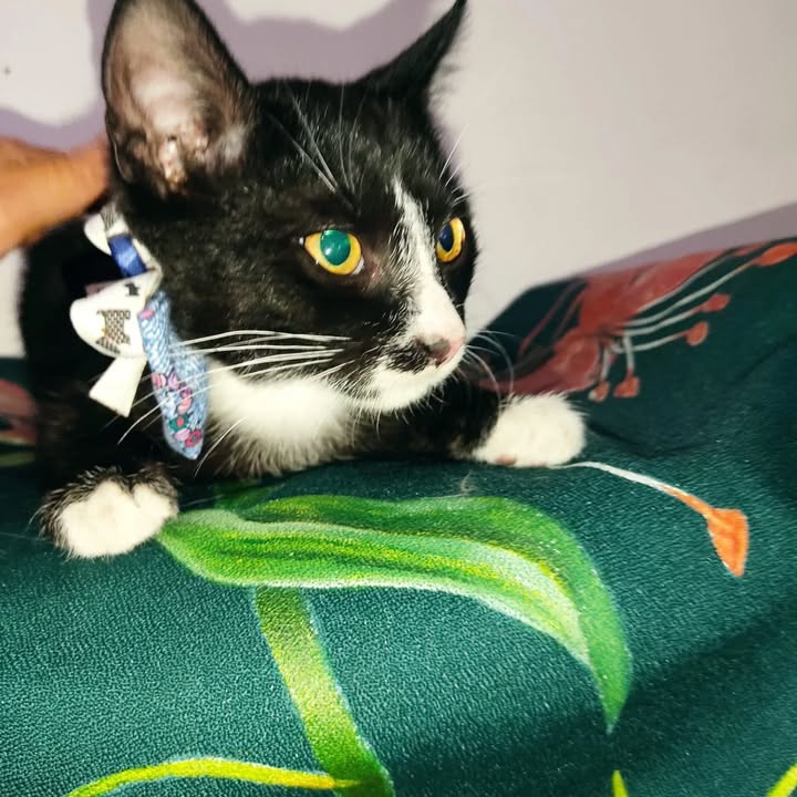 Gatitos en adopción Risaralda 