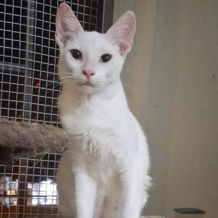 Gatitos en adopción Risaralda 