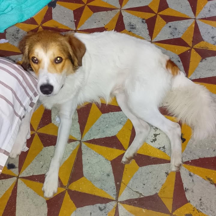 Adopción de perro en Pereira 