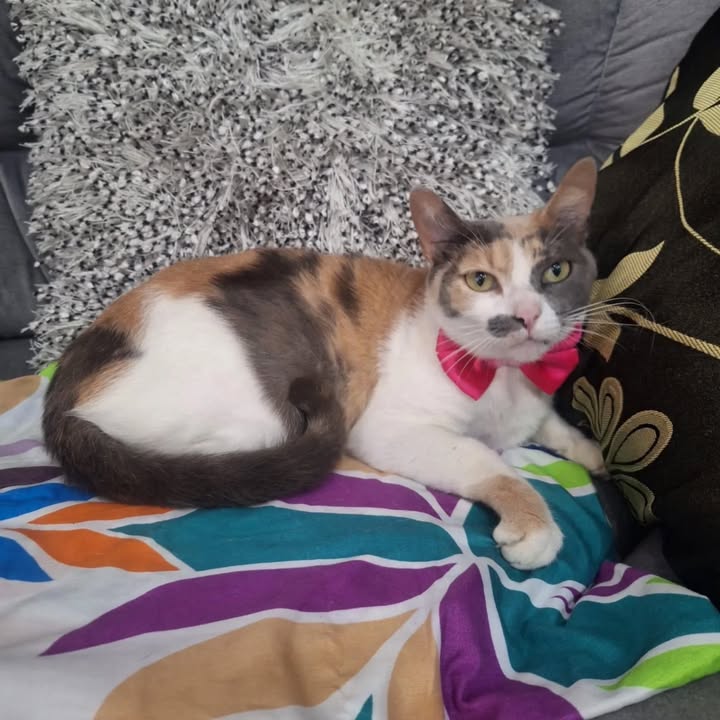 Adopción de Gato en Risaralda 