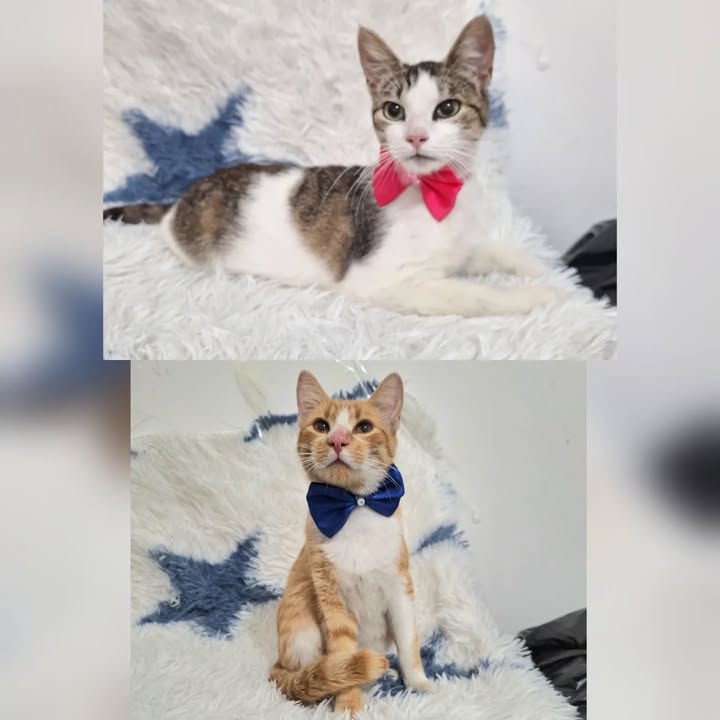 Gatos en Adopción en Risaralda 