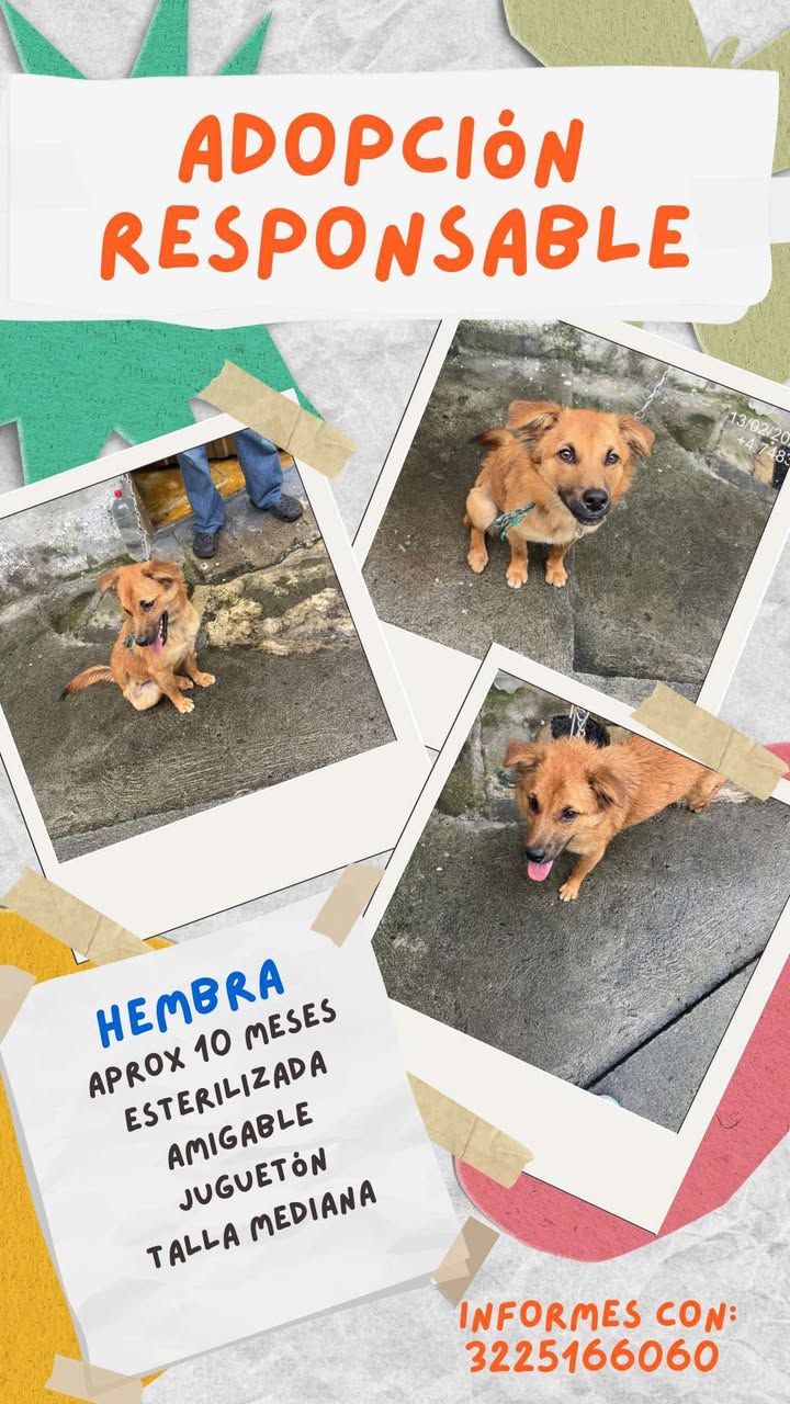 Adopción de perro hembra en Risaralda 