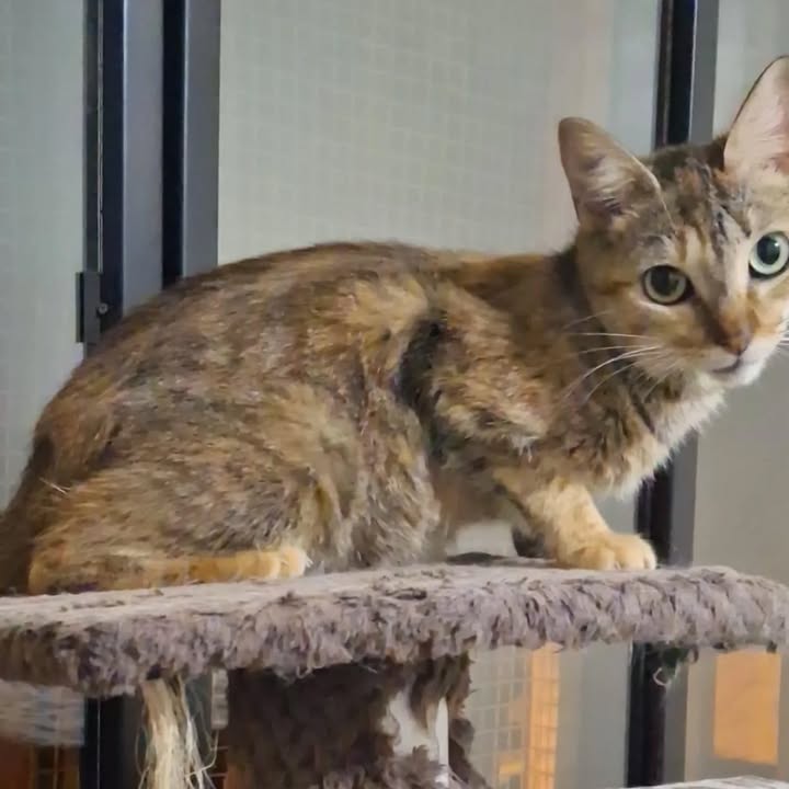 Gatitos en adopción Risaralda 