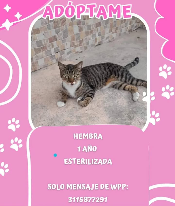 Gato en adopción en Risaralda 