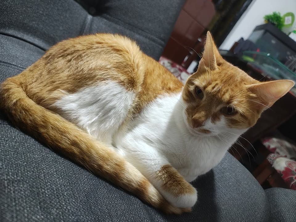 Adopción Gata en Risaralda 